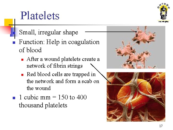 Platelets n n Small, irregular shape Function: Help in coagulation of blood n n