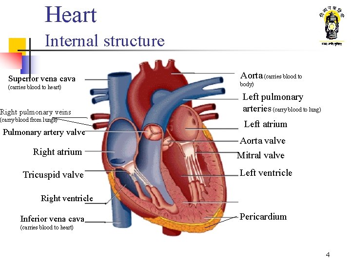 Heart Internal structure Superior vena cava (carries blood to heart) Right pulmonary veins (carry