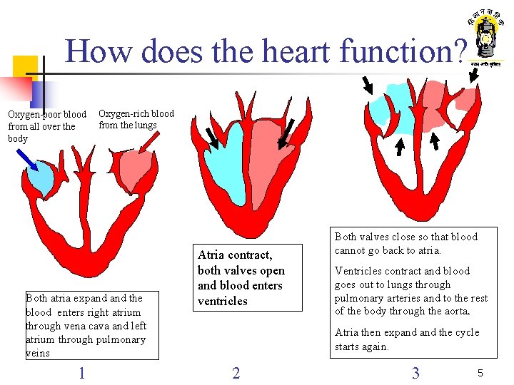 How does the heart function? Oxygen-poor blood from all over the body Oxygen-rich blood