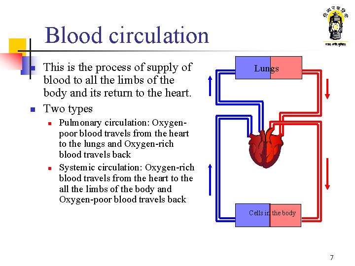 Blood circulation n n This is the process of supply of blood to all