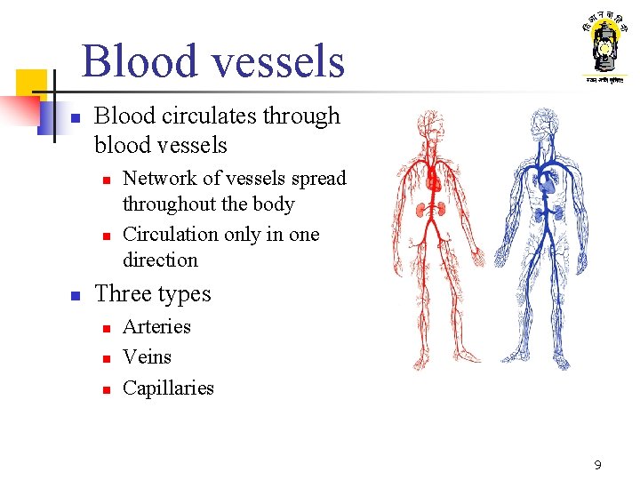 Blood vessels n Blood circulates through blood vessels n n n Network of vessels
