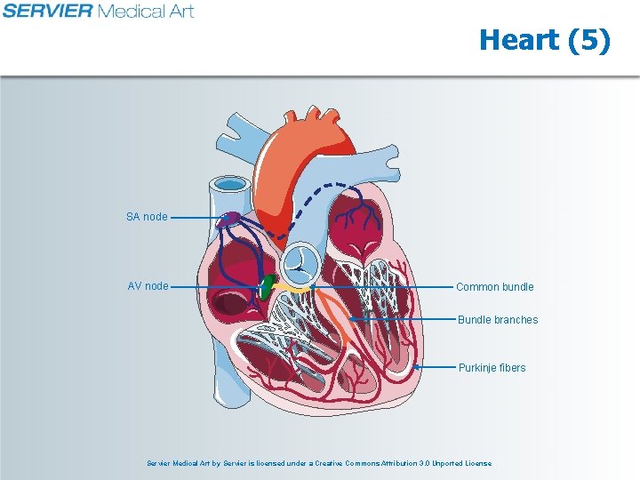 A service provided to medicine by Heart Physiology