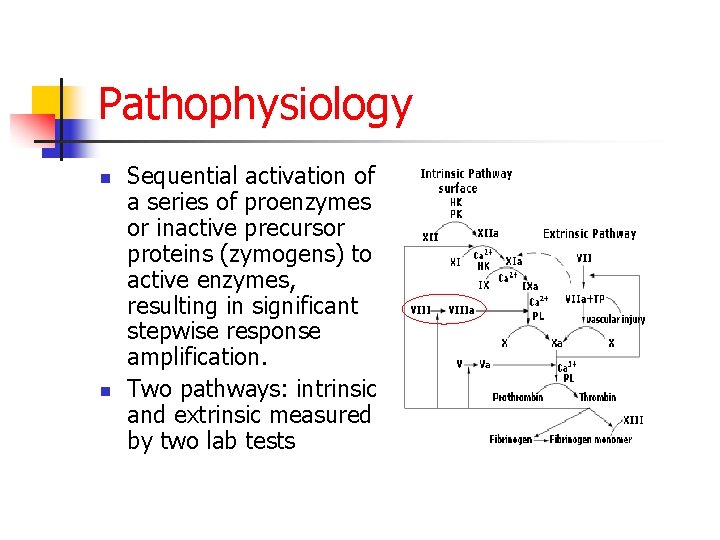 Pathophysiology n n Sequential activation of a series of proenzymes or inactive precursor proteins