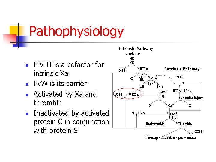 Pathophysiology n n F VIII is a cofactor for intrinsic Xa Fv. W is