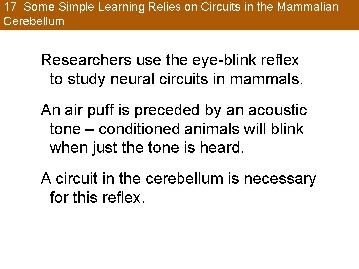 17 Some Simple Learning Relies on Circuits in the Mammalian Cerebellum Researchers use the