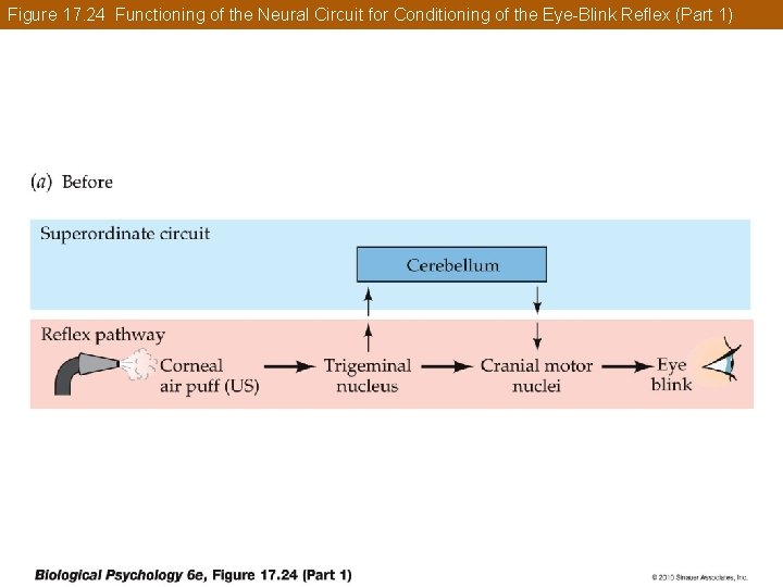 Figure 17. 24 Functioning of the Neural Circuit for Conditioning of the Eye-Blink Reflex