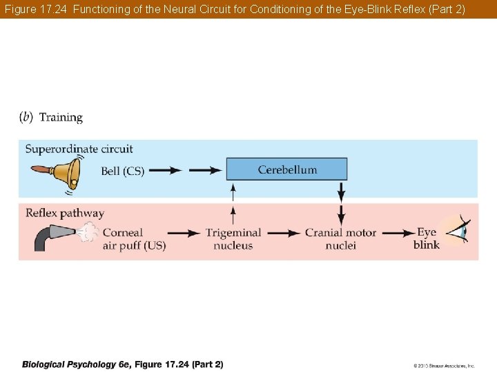 Figure 17. 24 Functioning of the Neural Circuit for Conditioning of the Eye-Blink Reflex