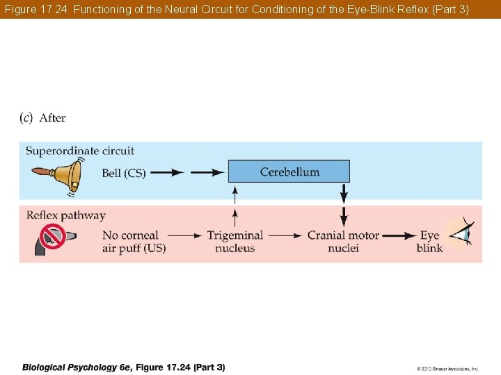 Figure 17. 24 Functioning of the Neural Circuit for Conditioning of the Eye-Blink Reflex