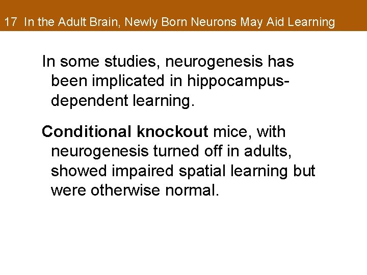 17 In the Adult Brain, Newly Born Neurons May Aid Learning In some studies,