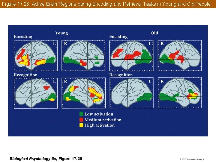 Figure 17. 26 Active Brain Regions during Encoding and Retrieval Tasks in Young and