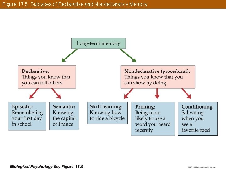 Figure 17. 5 Subtypes of Declarative and Nondeclarative Memory 
