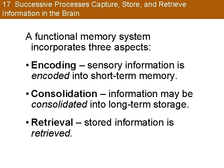 17 Successive Processes Capture, Store, and Retrieve Information in the Brain A functional memory