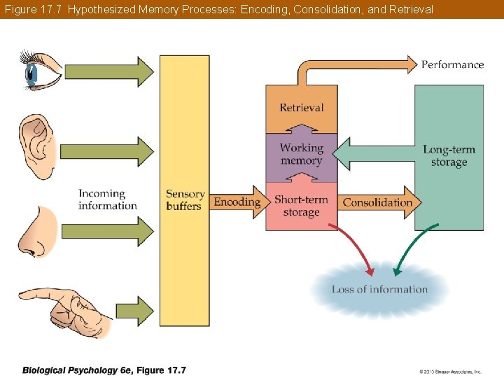 Figure 17. 7 Hypothesized Memory Processes: Encoding, Consolidation, and Retrieval 