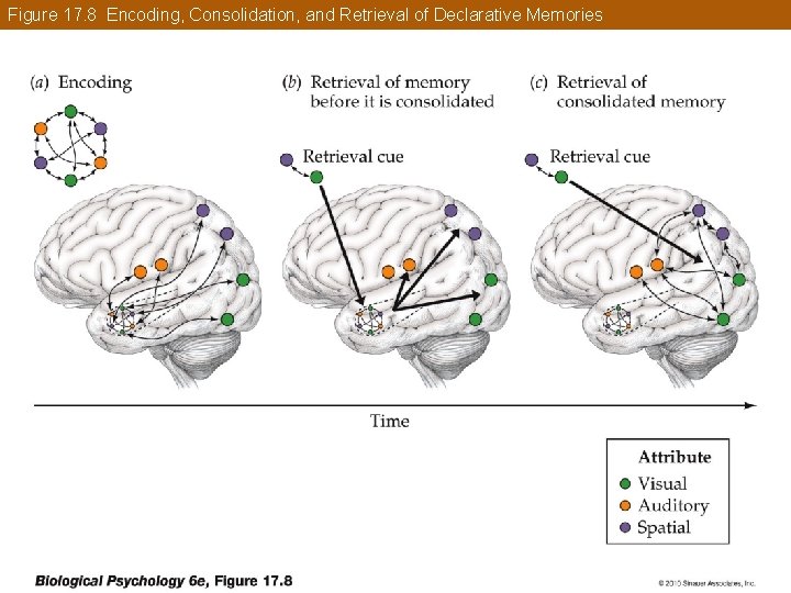 Figure 17. 8 Encoding, Consolidation, and Retrieval of Declarative Memories 