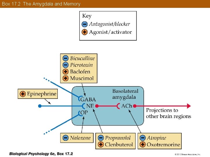 Box 17. 2 The Amygdala and Memory 