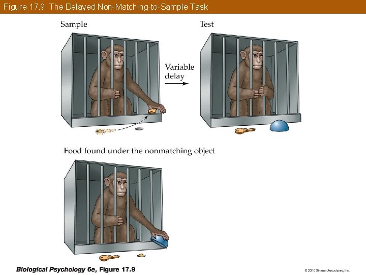 Figure 17. 9 The Delayed Non-Matching-to-Sample Task 