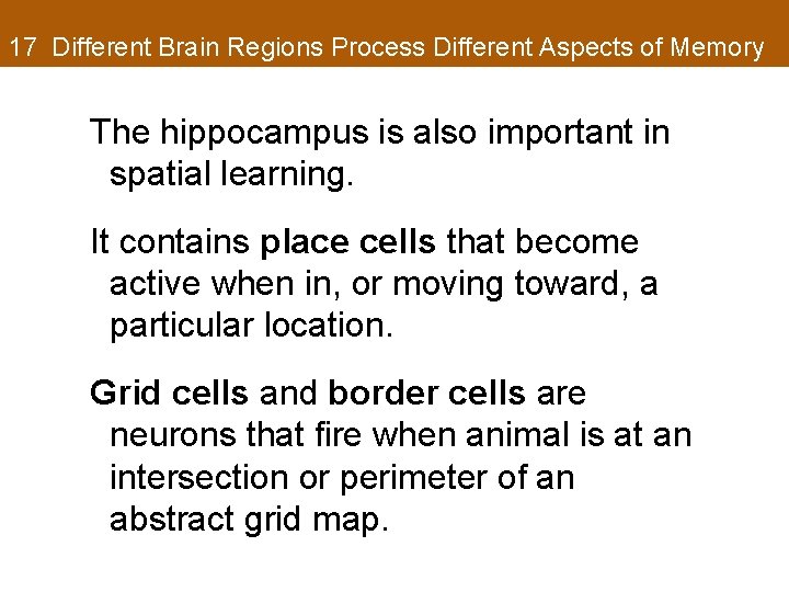 17 Different Brain Regions Process Different Aspects of Memory The hippocampus is also important