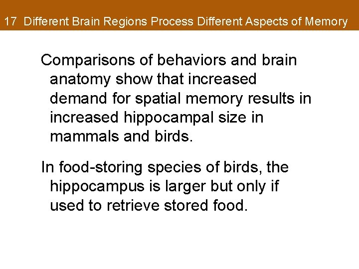 17 Different Brain Regions Process Different Aspects of Memory Comparisons of behaviors and brain
