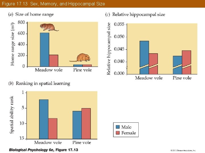 Figure 17. 13 Sex, Memory, and Hippocampal Size 