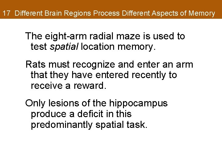 17 Different Brain Regions Process Different Aspects of Memory The eight-arm radial maze is