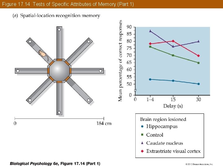 Figure 17. 14 Tests of Specific Attributes of Memory (Part 1) 