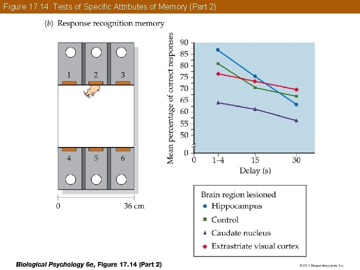 Figure 17. 14 Tests of Specific Attributes of Memory (Part 2) 