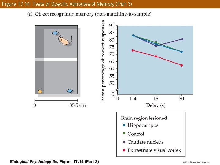 Figure 17. 14 Tests of Specific Attributes of Memory (Part 3) 