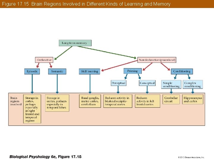 Figure 17. 15 Brain Regions Involved in Different Kinds of Learning and Memory 