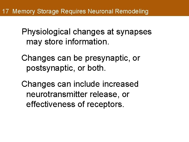 17 Memory Storage Requires Neuronal Remodeling Physiological changes at synapses may store information. Changes