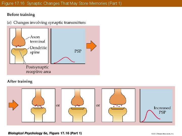 Figure 17. 16 Synaptic Changes That May Store Memories (Part 1) 