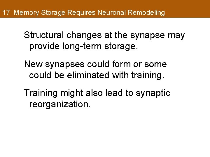 17 Memory Storage Requires Neuronal Remodeling Structural changes at the synapse may provide long-term