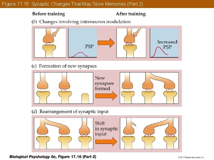 Figure 17. 16 Synaptic Changes That May Store Memories (Part 2) 