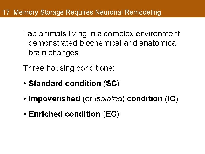 17 Memory Storage Requires Neuronal Remodeling Lab animals living in a complex environment demonstrated