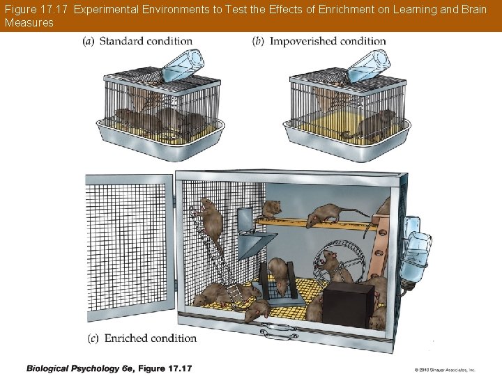 Figure 17. 17 Experimental Environments to Test the Effects of Enrichment on Learning and