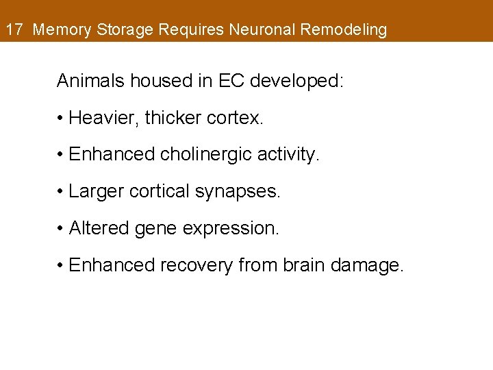 17 Memory Storage Requires Neuronal Remodeling Animals housed in EC developed: • Heavier, thicker