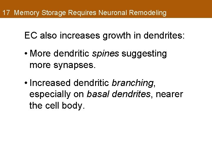 17 Memory Storage Requires Neuronal Remodeling EC also increases growth in dendrites: • More