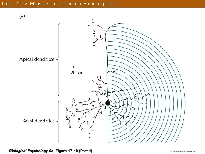 Figure 17. 18 Measurement of Dendritic Branching (Part 1) 