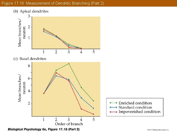 Figure 17. 18 Measurement of Dendritic Branching (Part 2) 