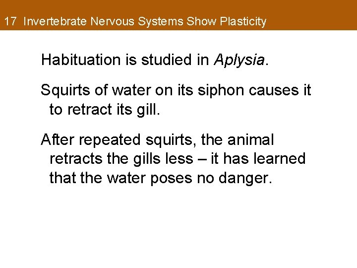 17 Invertebrate Nervous Systems Show Plasticity Habituation is studied in Aplysia. Squirts of water
