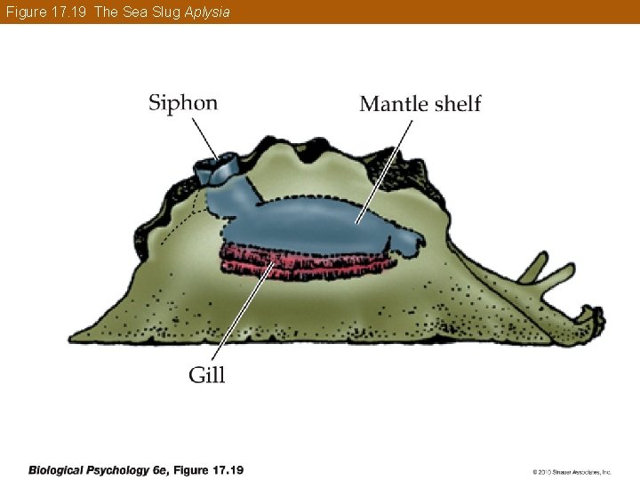 Figure 17. 19 The Sea Slug Aplysia 