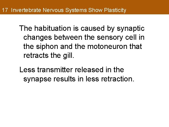 17 Invertebrate Nervous Systems Show Plasticity The habituation is caused by synaptic changes between