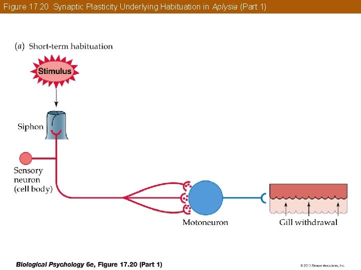 Figure 17. 20 Synaptic Plasticity Underlying Habituation in Aplysia (Part 1) 