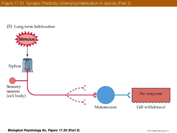 Figure 17. 20 Synaptic Plasticity Underlying Habituation in Aplysia (Part 2) 