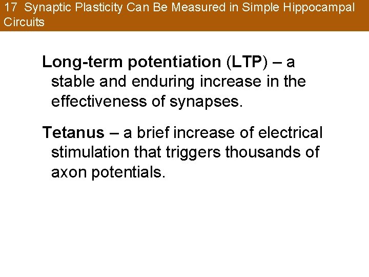 17 Synaptic Plasticity Can Be Measured in Simple Hippocampal Circuits Long-term potentiation (LTP) –