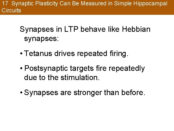 17 Synaptic Plasticity Can Be Measured in Simple Hippocampal Circuits Synapses in LTP behave