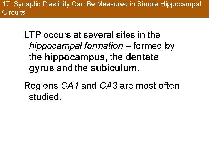 17 Synaptic Plasticity Can Be Measured in Simple Hippocampal Circuits LTP occurs at several