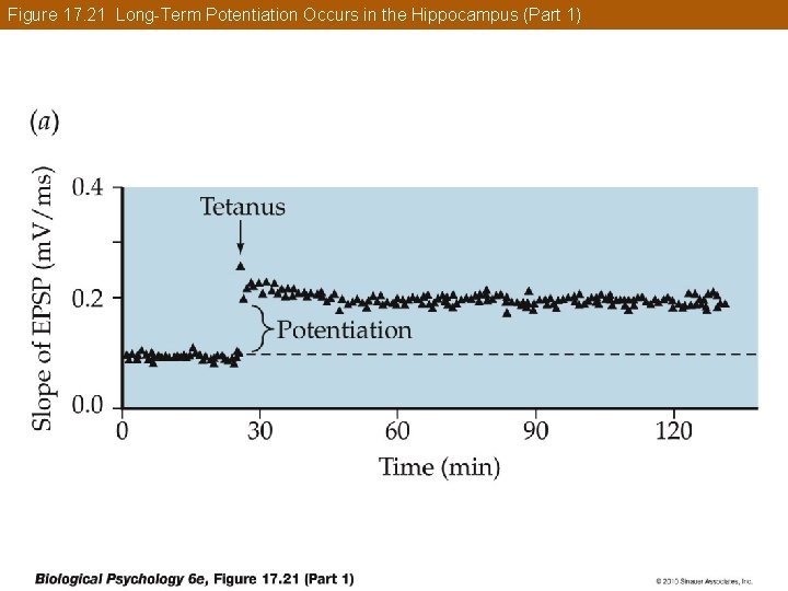 Figure 17. 21 Long-Term Potentiation Occurs in the Hippocampus (Part 1) 