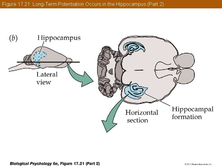 Figure 17. 21 Long-Term Potentiation Occurs in the Hippocampus (Part 2) 