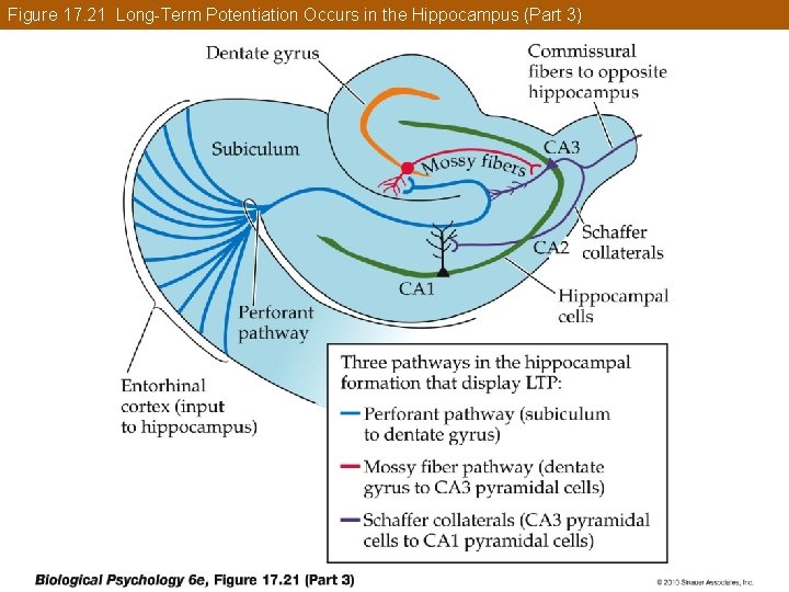 Figure 17. 21 Long-Term Potentiation Occurs in the Hippocampus (Part 3) 
