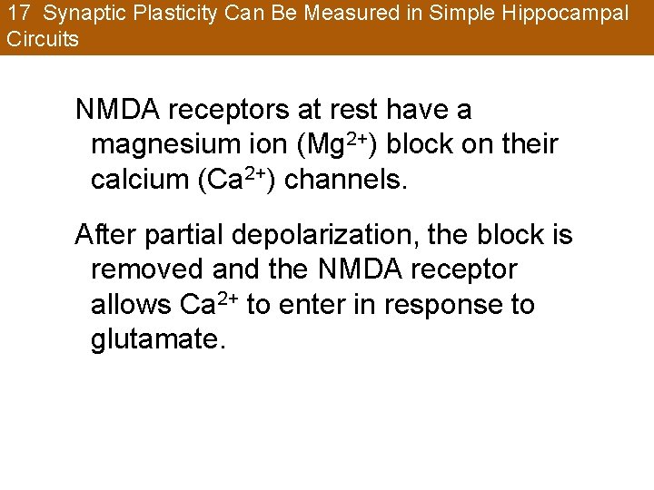 17 Synaptic Plasticity Can Be Measured in Simple Hippocampal Circuits NMDA receptors at rest